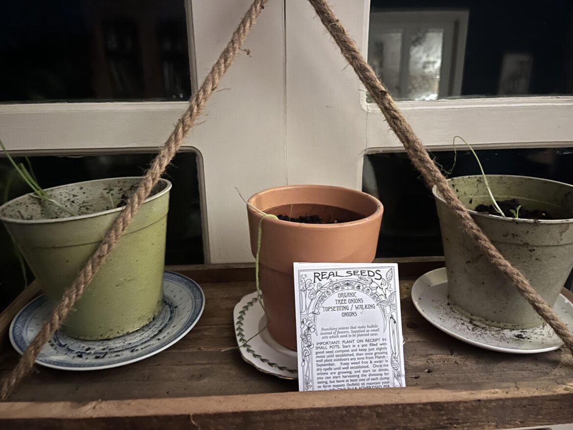 Help! Where have I gone wrong with these onion sets?