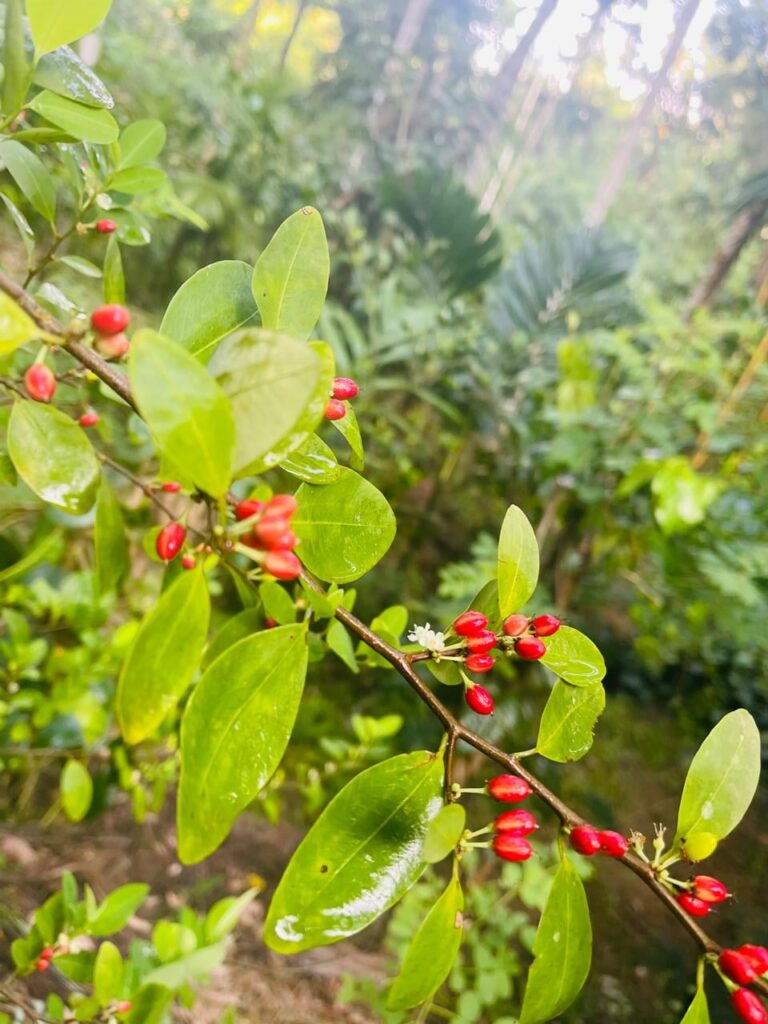 Coca seeds 1000 giveaway 🥰🥰🥰