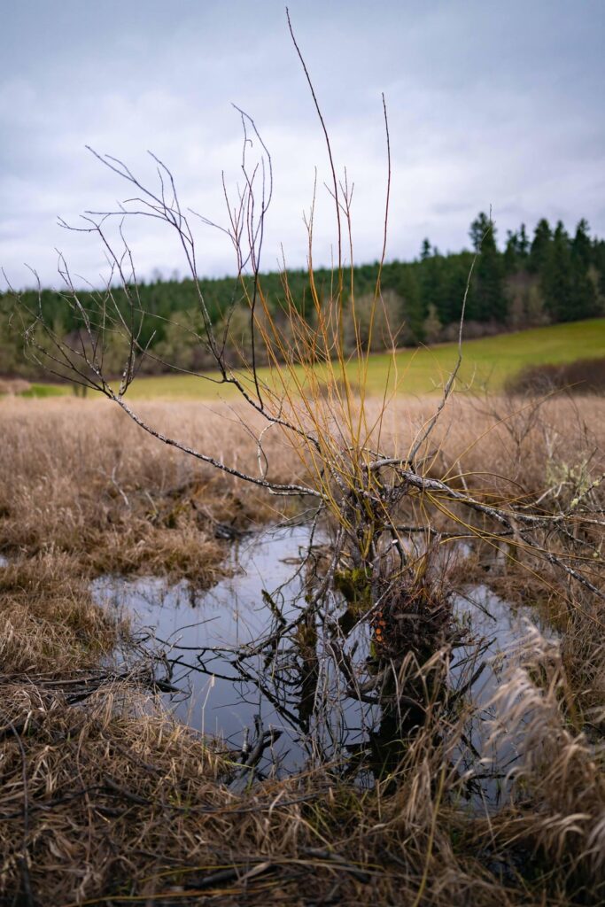 Beavers: nature's bonsai artists!