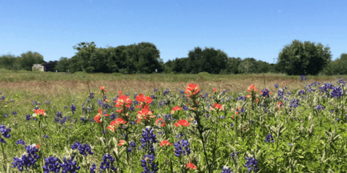 New app helps Texans grow drought-tolerant native gardens