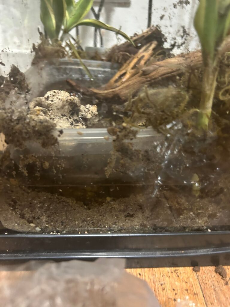 Why is the dirt water logged?