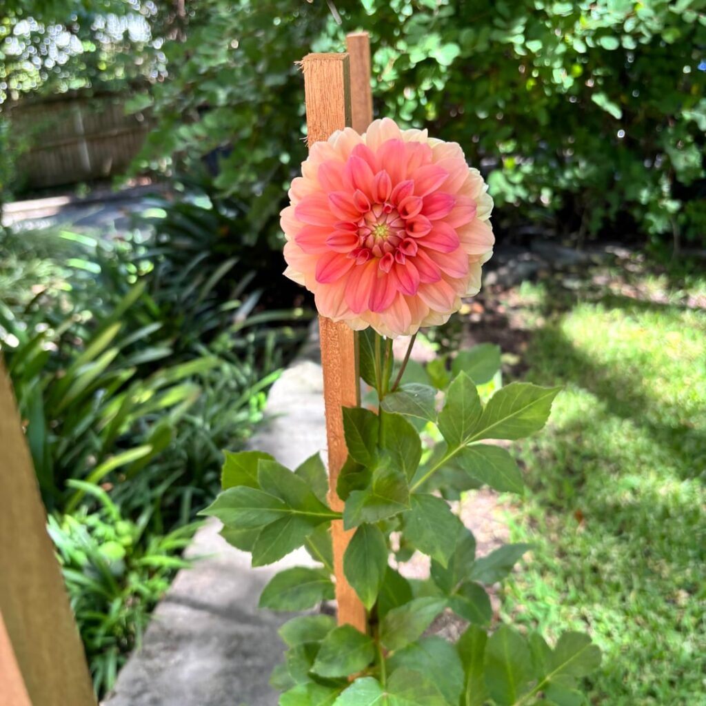 Finally! Late bloomers Sydney Australia 🤩