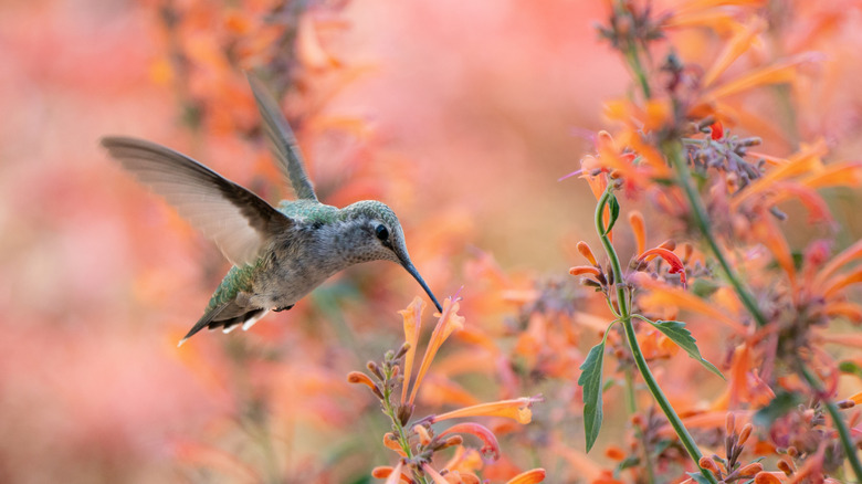 A hummingbird collects nectar from the peach flowers of a hummingbird mint.