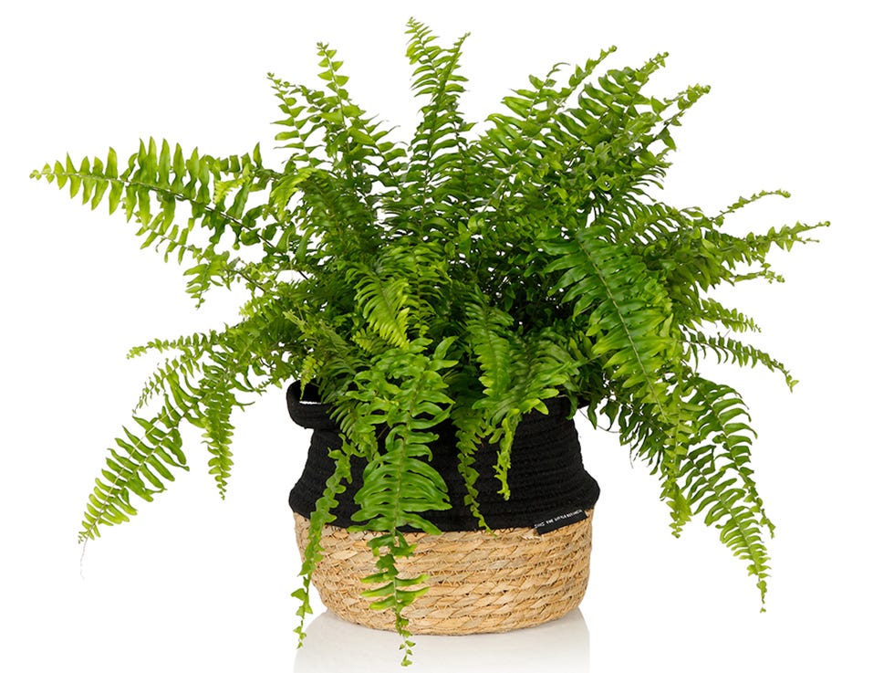 boston fern houseplant the little botanical