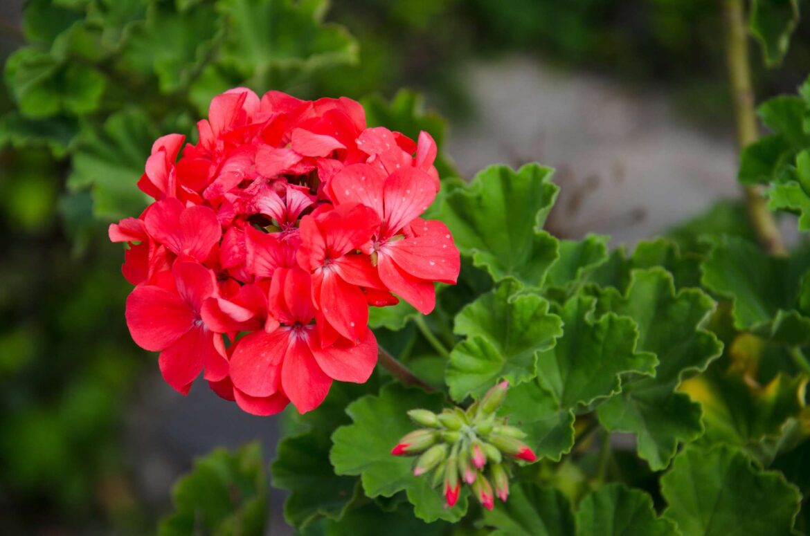 Growing Geraniums From Seed Is Easier Than You Think—Here’s How