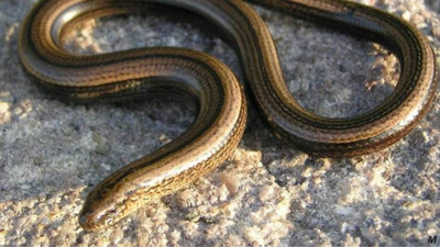 Think you spotted a snake in your garden that disappeared in seconds? This snake-like creature is not what you think