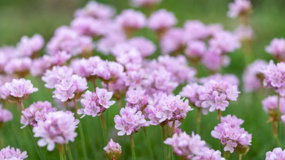 thrift plant flowers