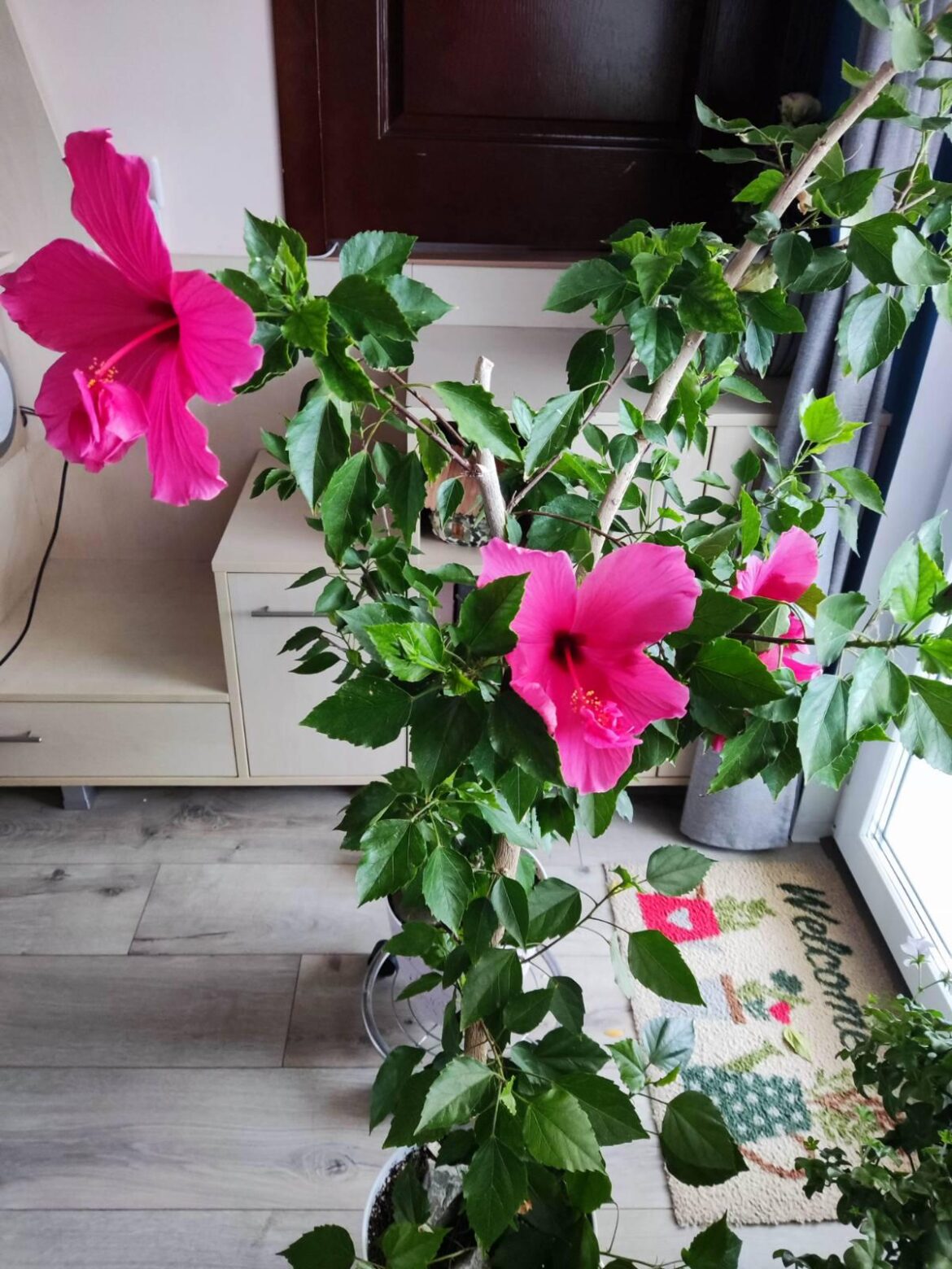 My beautiful hibiscus