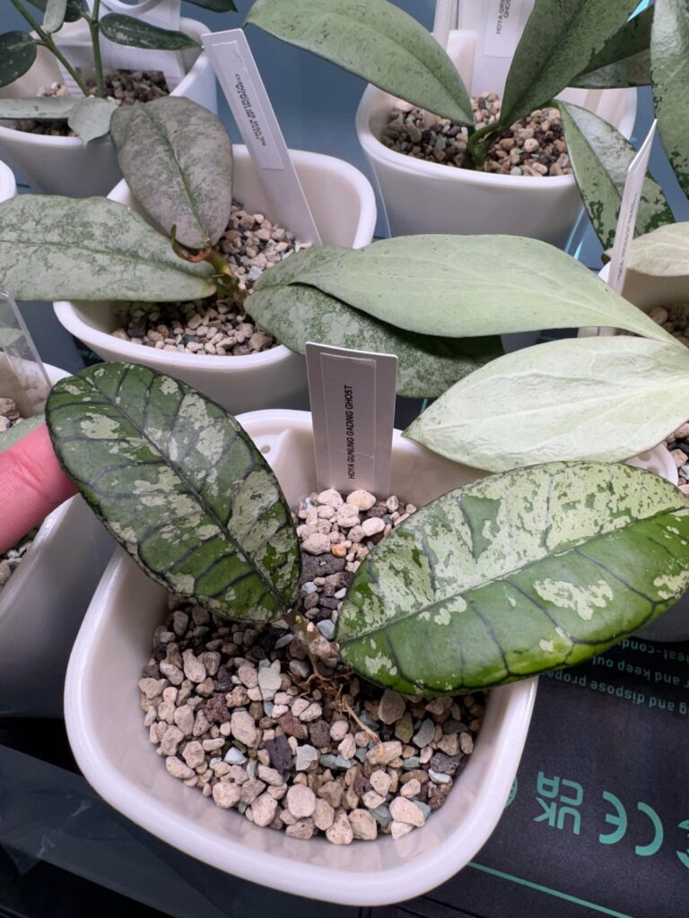 New Silver Babies ❤️