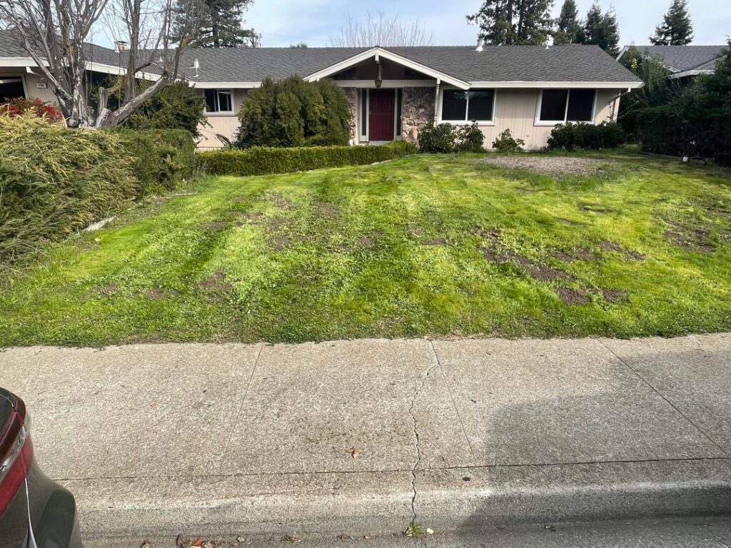 Need advice to rescue front yard Walnut Creek Caliofnira Need advice to rescue front yard Walnut Creek Caliofnira