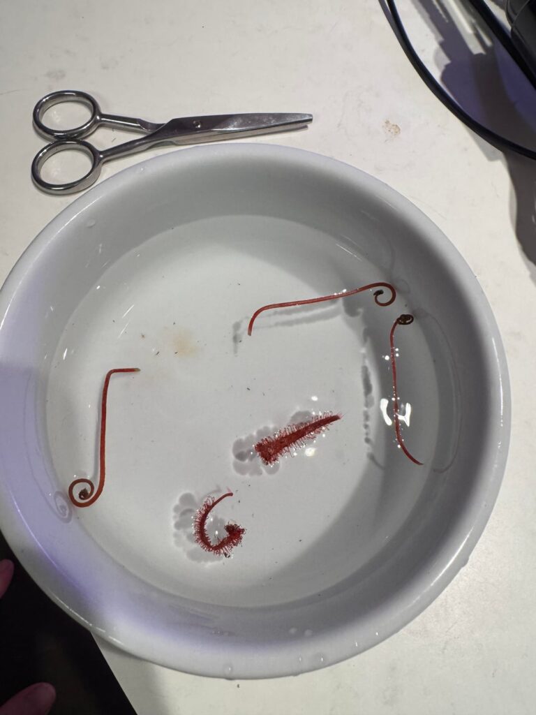 Propagating one of my my drosera spatulatas.