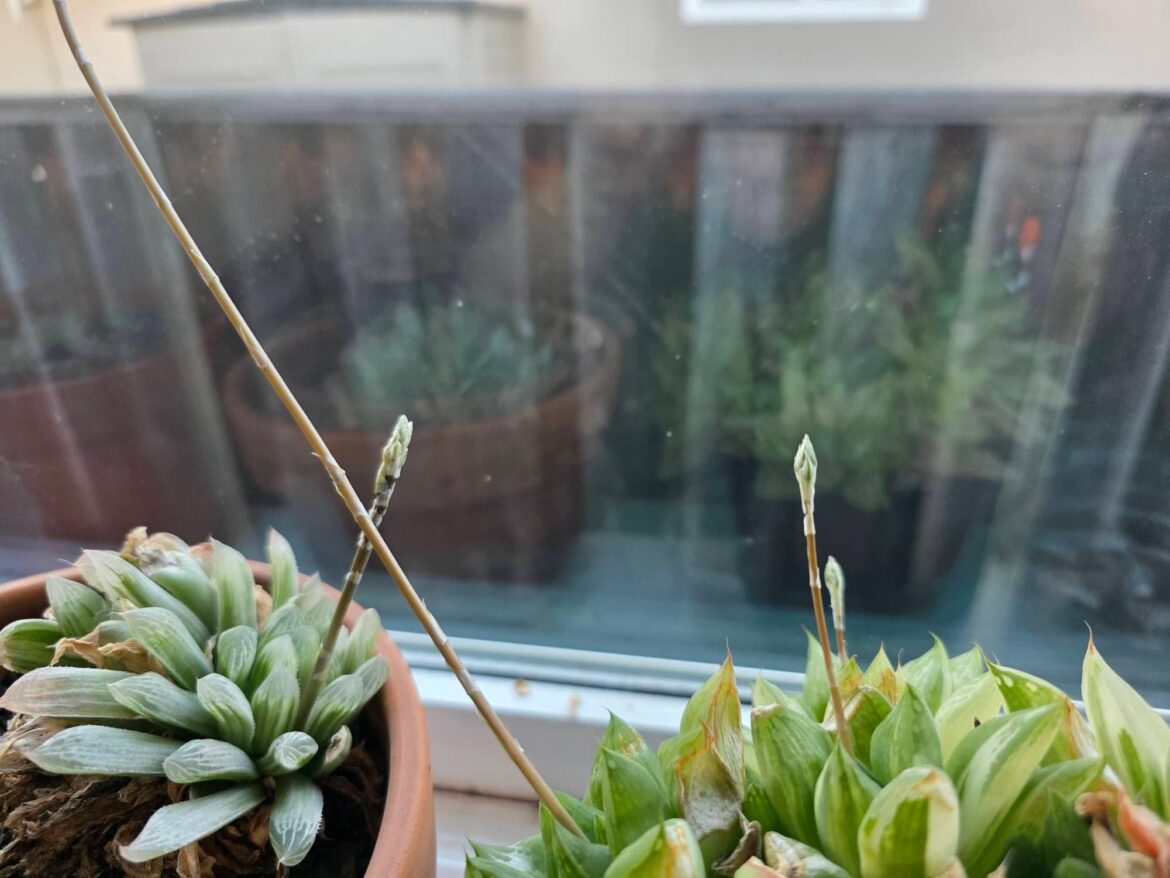 cross breed these, possible?