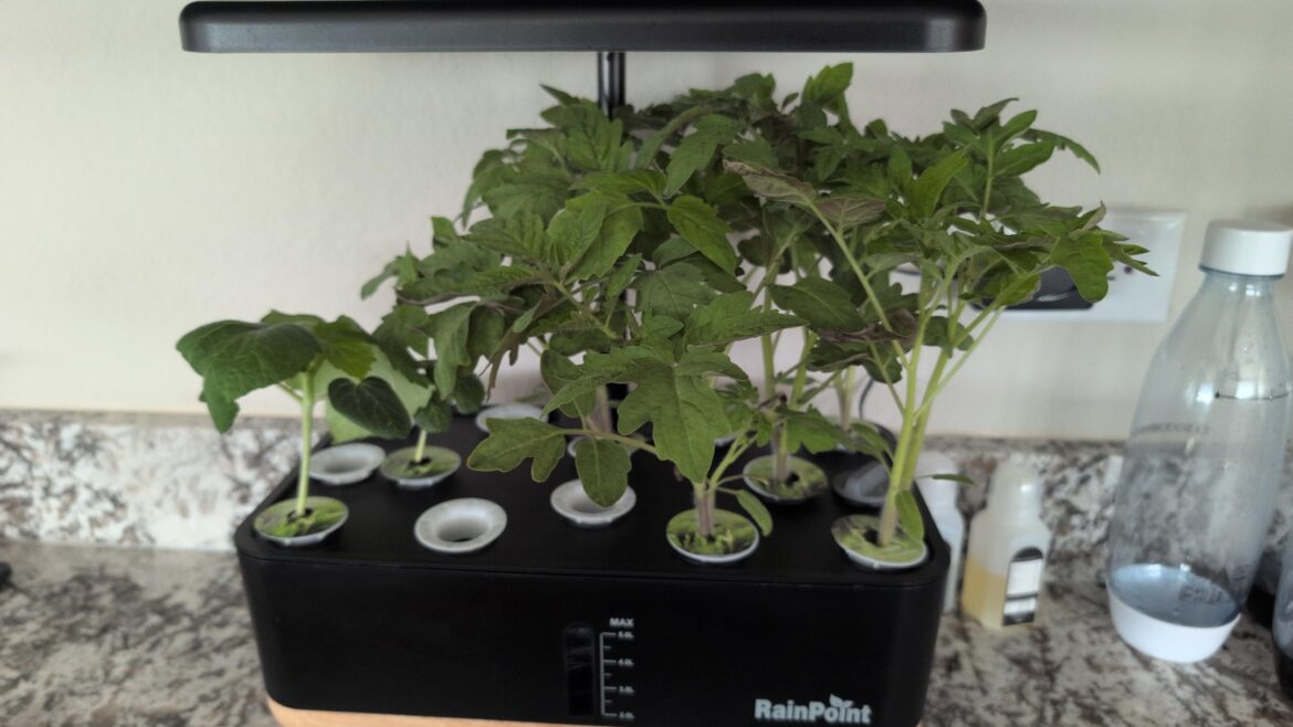 This is growing really fast. Two on the left are Okra and rest is regular tomatoes. Empty spots didn't sprout. Anything wrong with my babies? What should I do next?