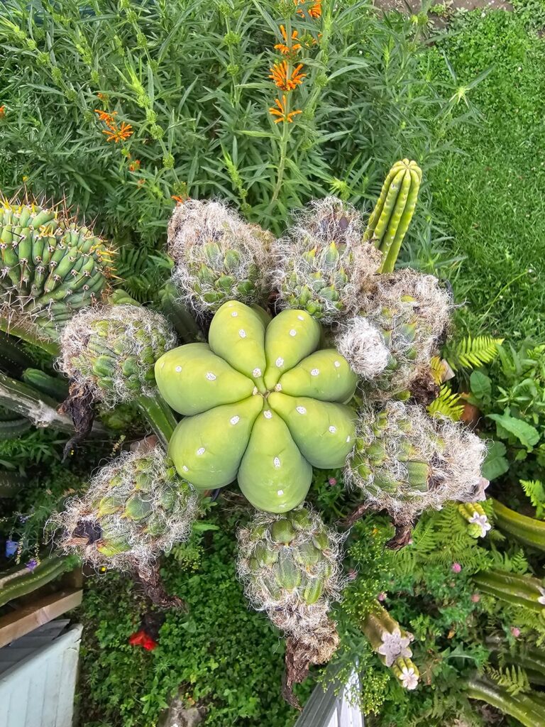 Seed harvest underway (New Zealand)
