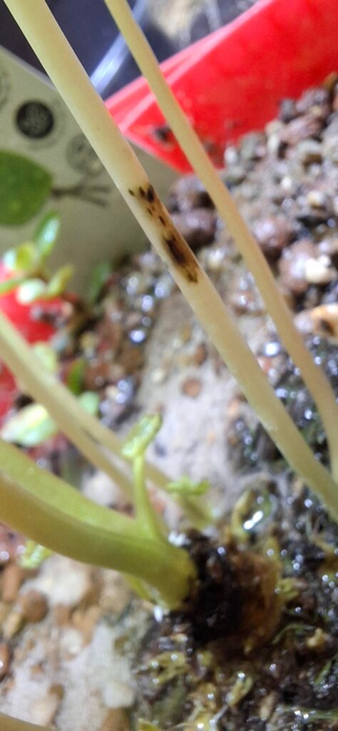 Possible sickness/Fungus? Possible sickness/Fungus?