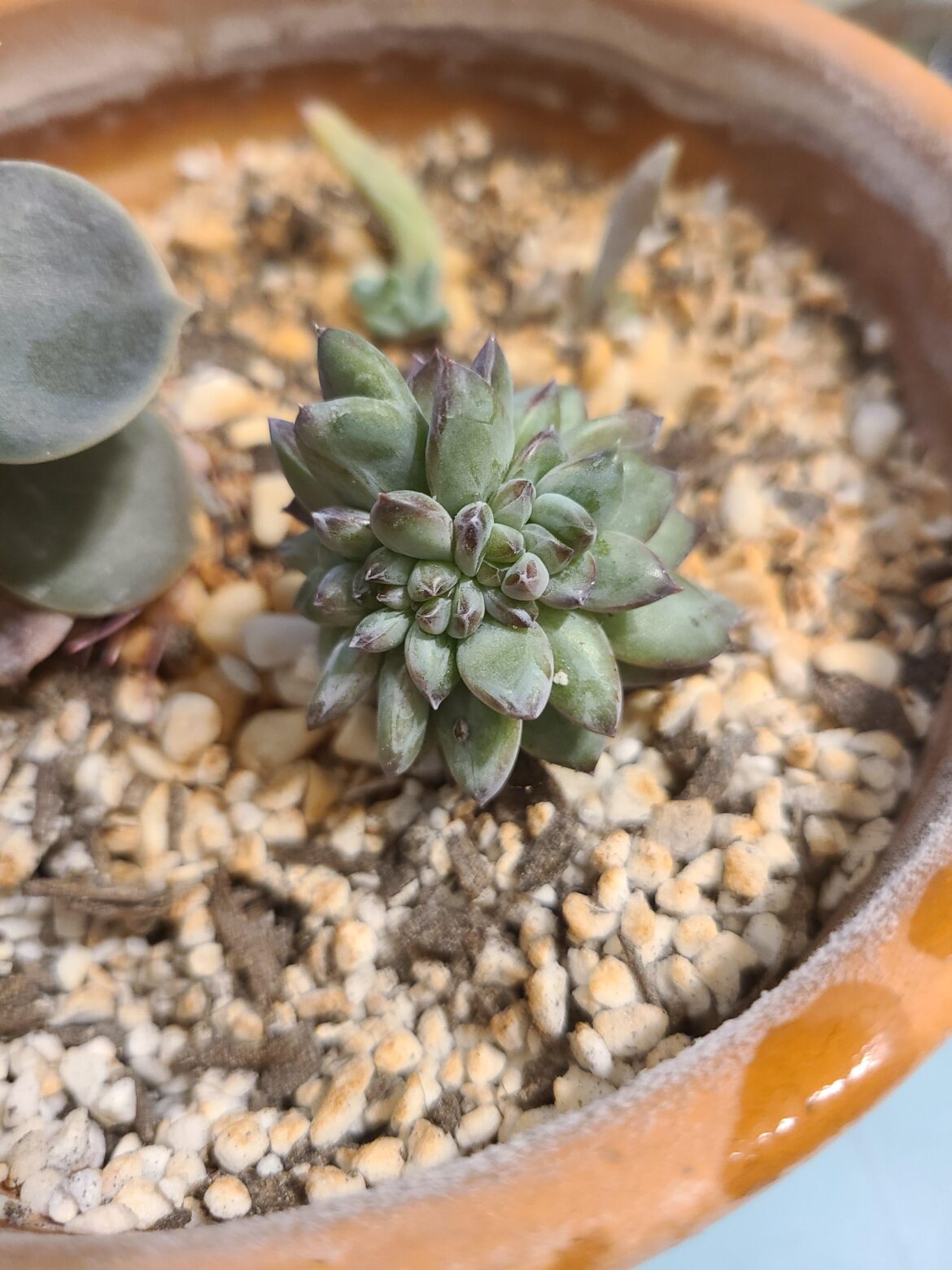 What is this weirdo? What is this weirdo?