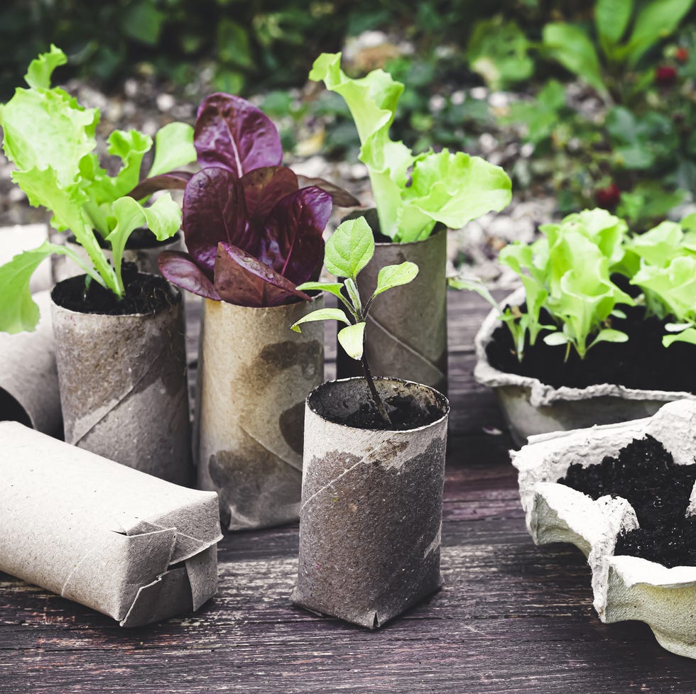 seedlings in biodegradable pots made of toilet roll inner tubes