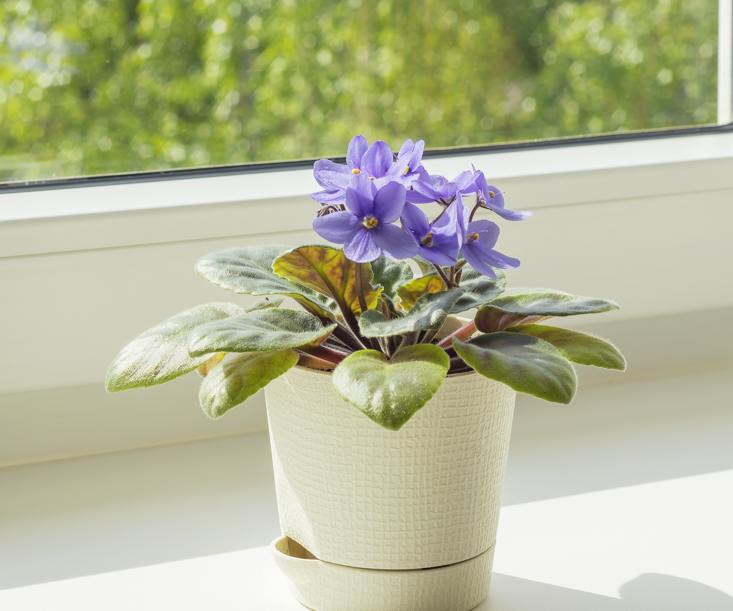 African violets on windowsill