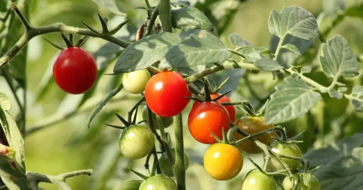 Ask a Master Gardener | The Savvy Sage