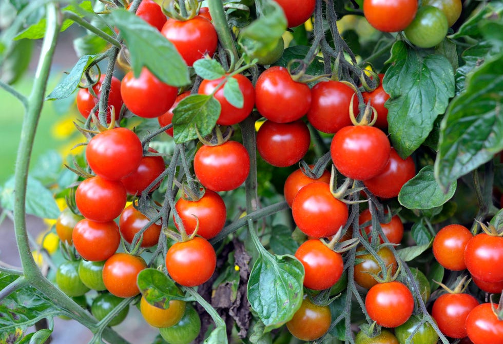 outdoor grown cherry tomatoes, f1 sweet million, ripening on the vine in a garden.