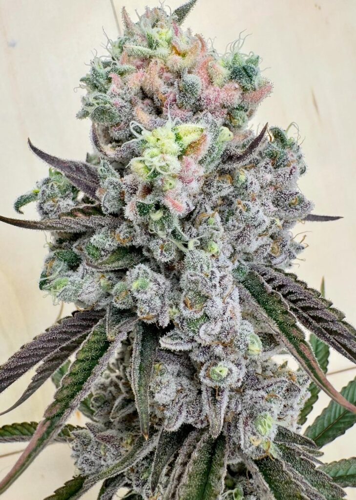 slight light bleach on blueberry cupcakes x frozen bag slight light bleach on blueberry cupcakes x frozen bag