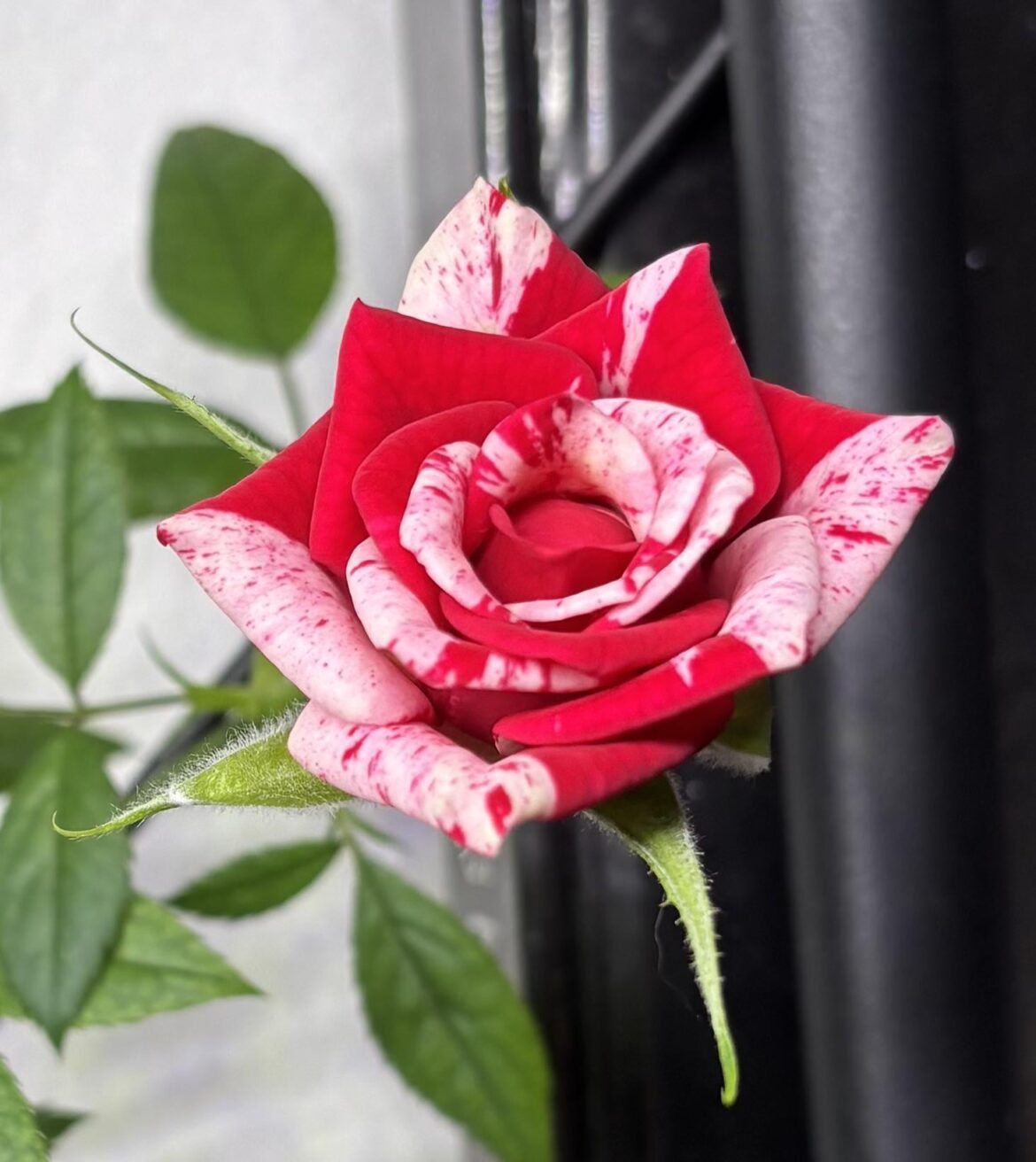 My first bloom ever!!