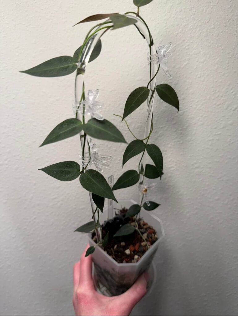 My fastest-growing Hoya 🖤