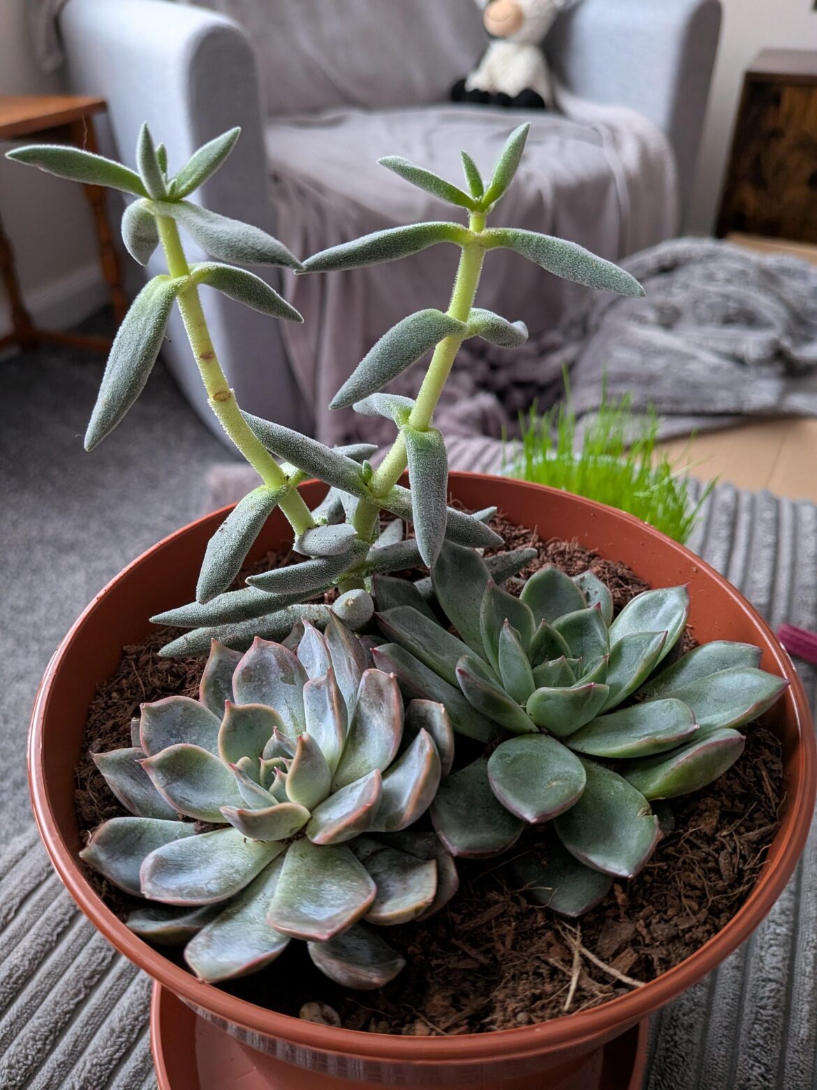 What's wrong with my plant?