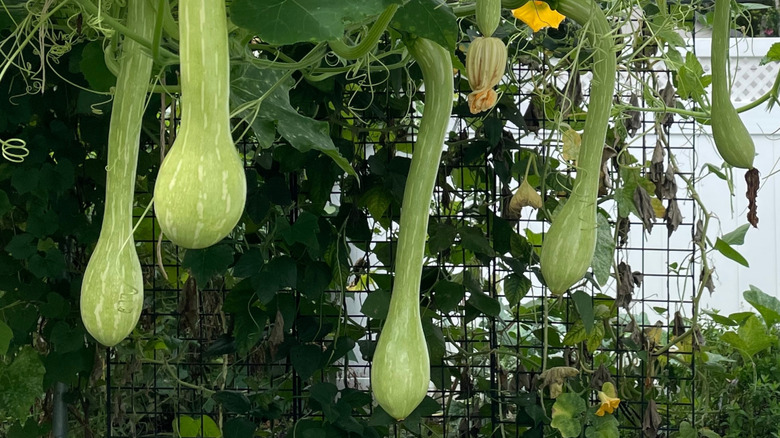 Tromboncino squashes hang from a trellis