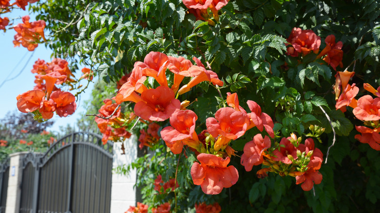 A close up of coral-colored trumpet vine flowers