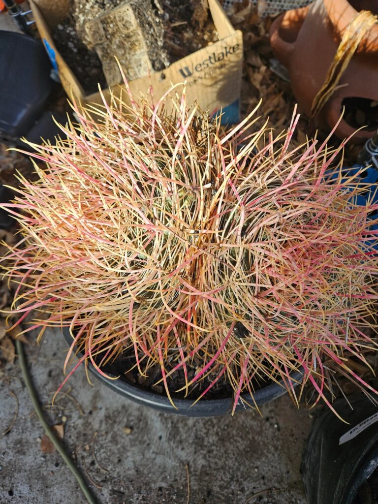 Finally a few strawberry hedgehogs that haven't been watered to death...yet