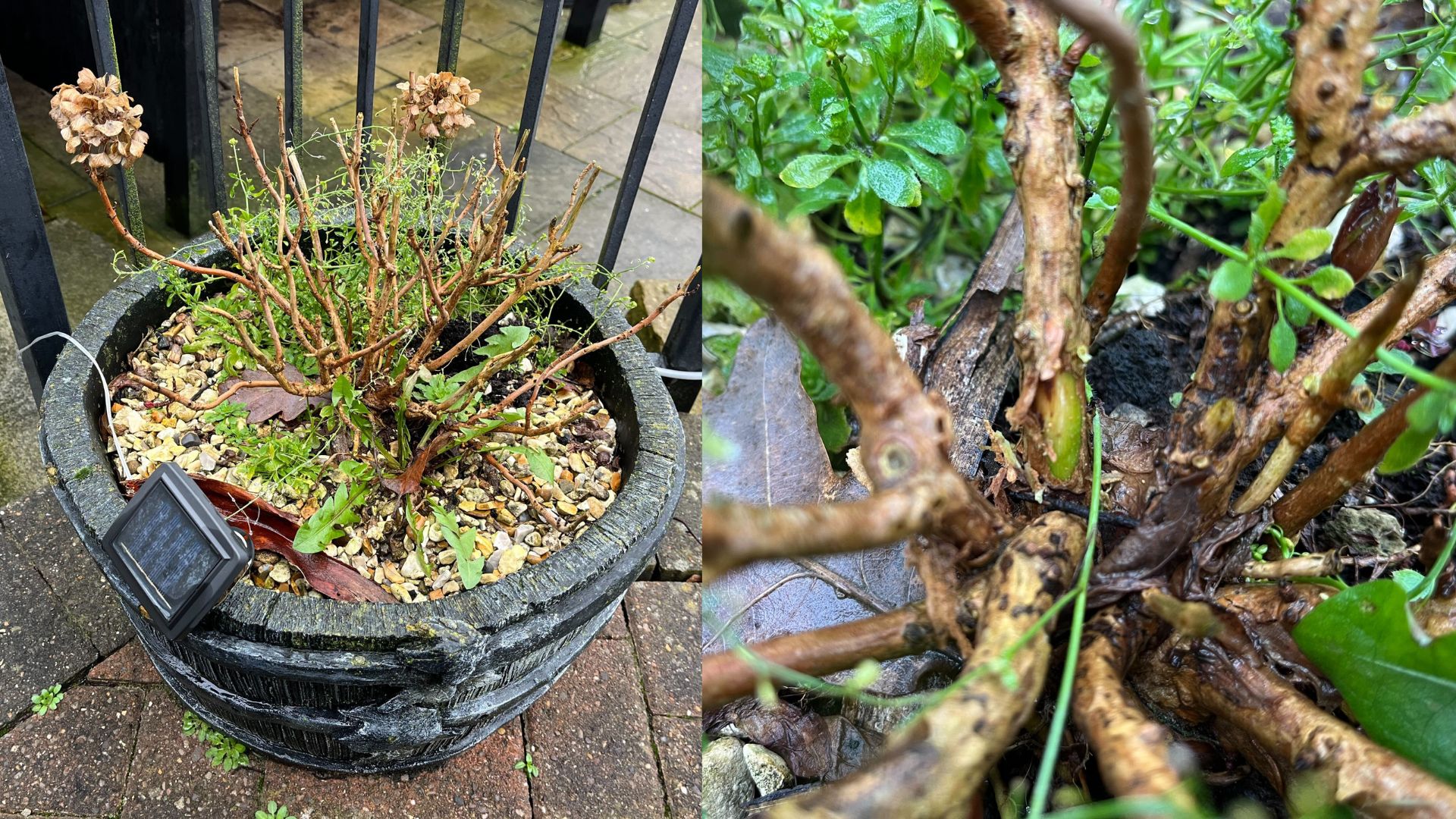 picture of dormant hydrangea and close up of scratch trick