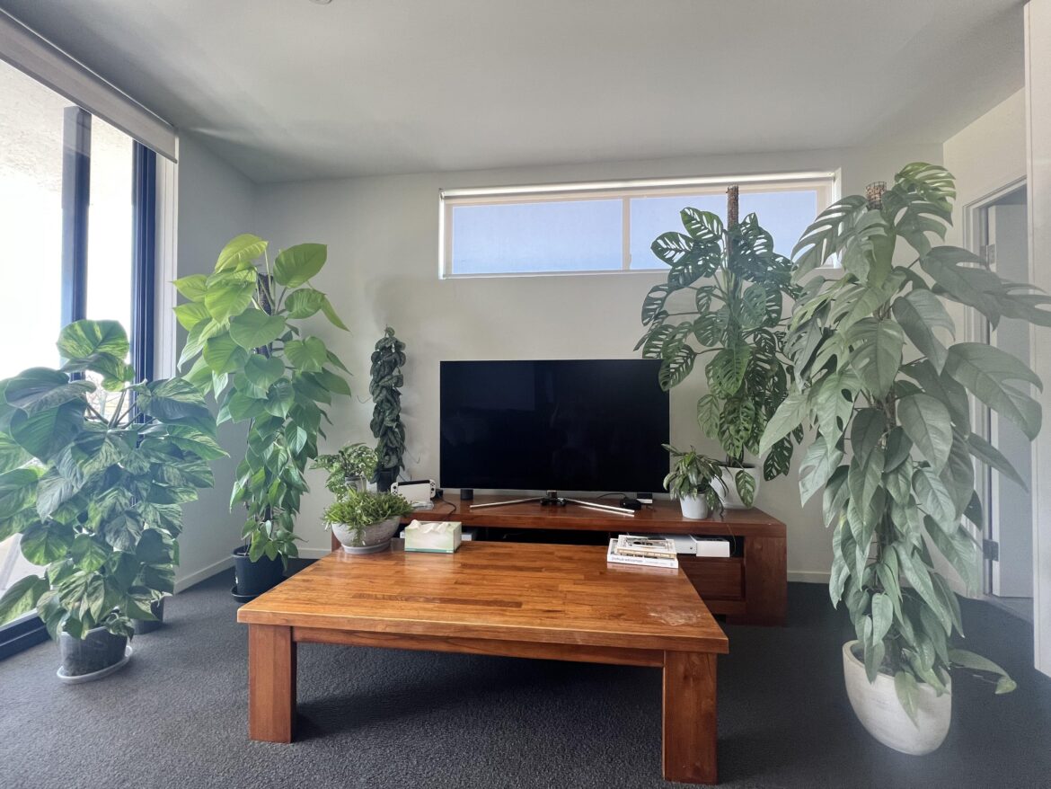 My poles loving the light from the balcony!