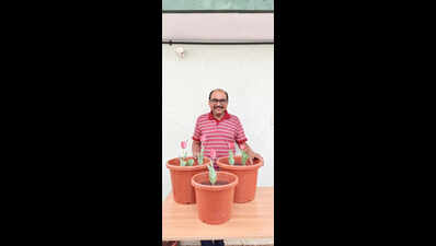 Spring is here: Tulips bring a riot of colour into Anand’s garden