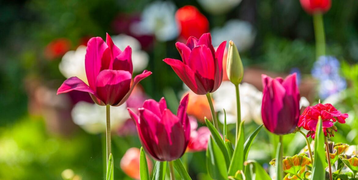 10 Easy Ways To Get Your Garden Ready For Spring in February 10 Easy Ways To Get Your Garden Ready For Spring in February