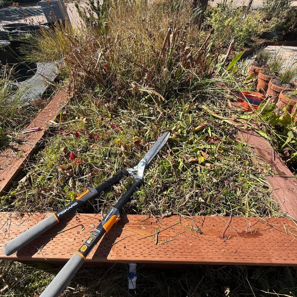 Long day ahead of me, wish i could use a flamethrower, but I don’t wanna go to prison & there are some Sarr flower buds already…and I don’t wanna hurt the sphagnum