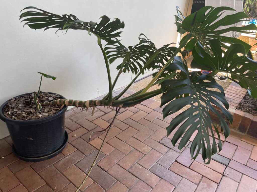 Help! (Newbie here 👋)