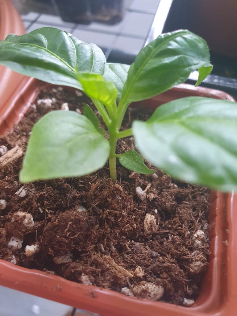 My pepper looks kinda sad and I don t know what to do. My pepper looks kinda sad and I don t know what to do.