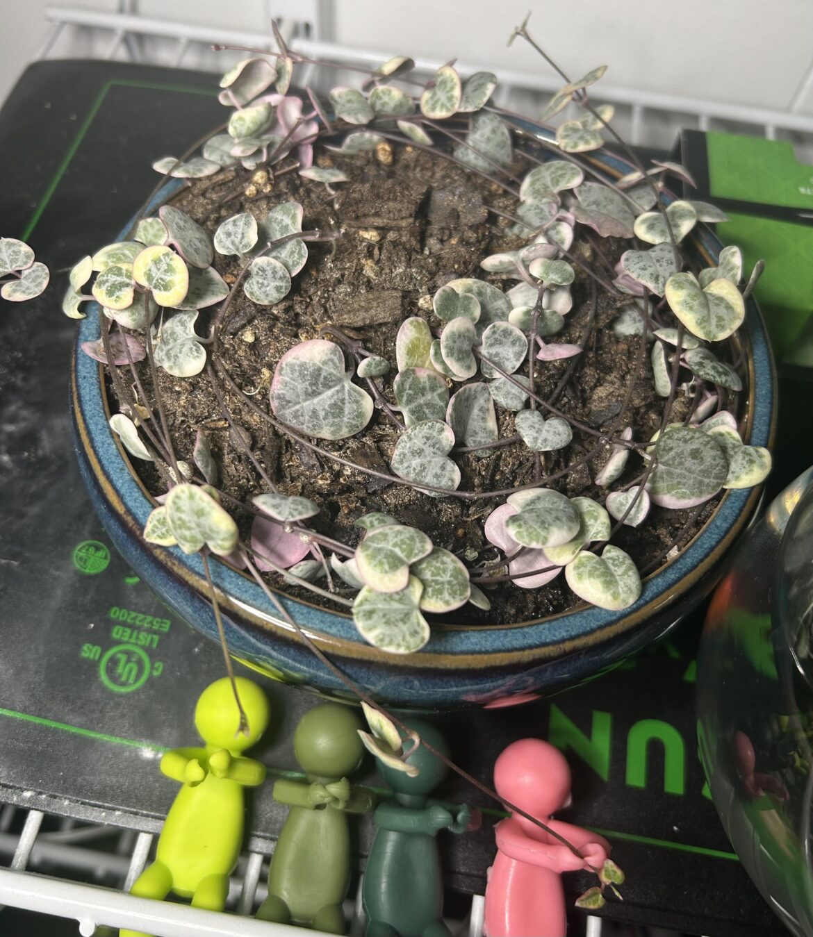 How do I make my SoH’s leaves grow bigger? Also… How do I make my SoH’s leaves grow bigger? Also…