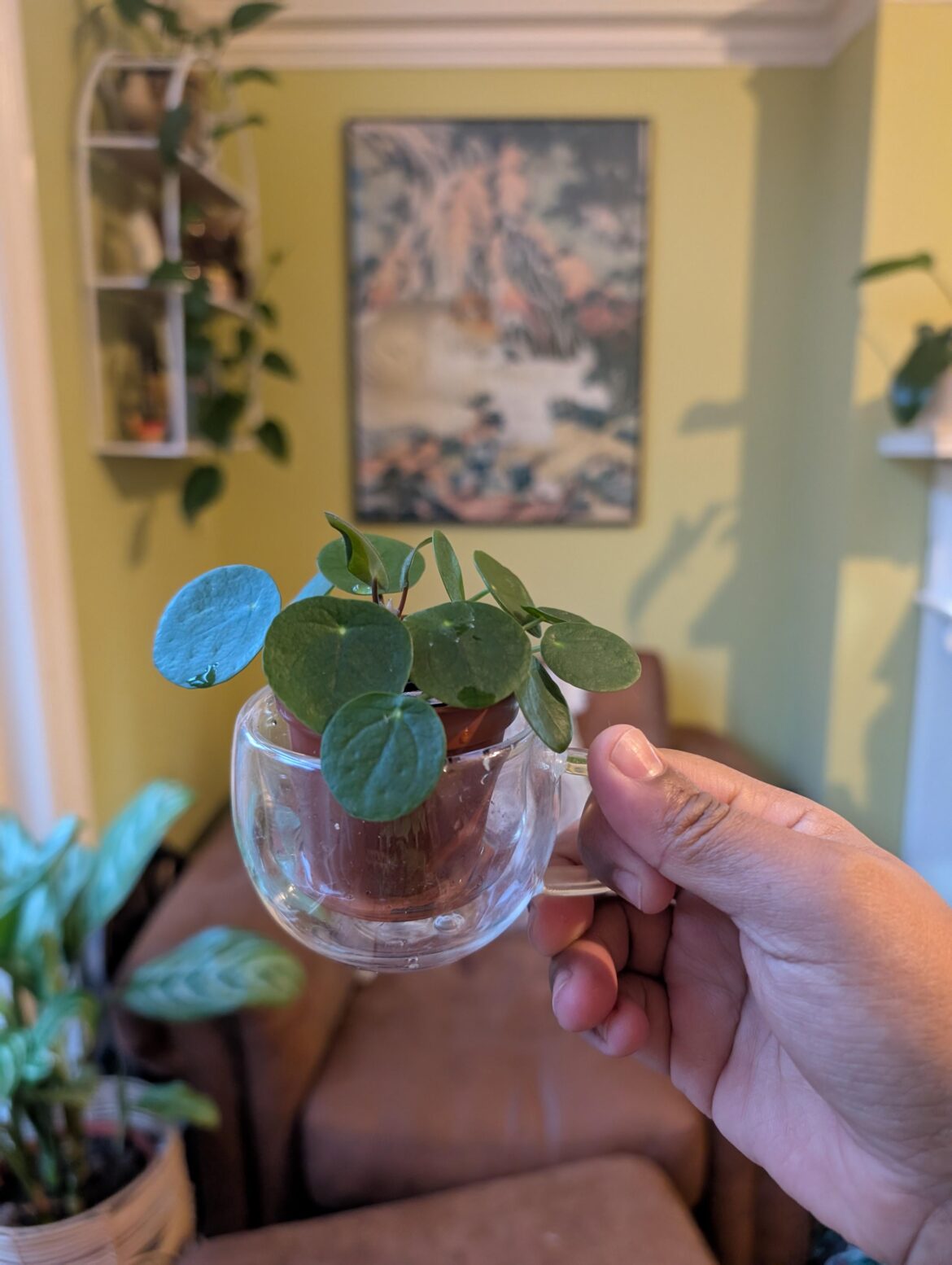Baby Pilea Plant