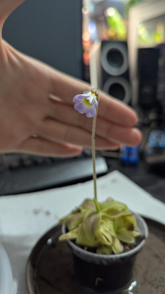 Would anyone be able to tell me what species this is?