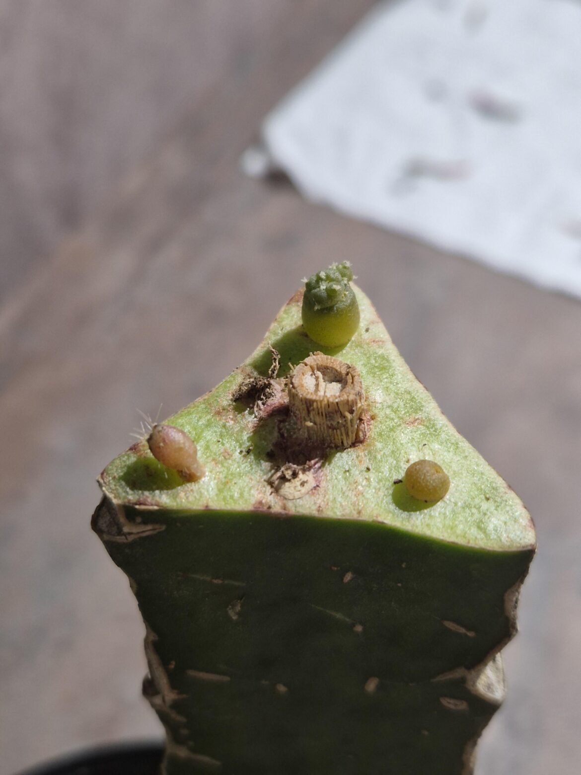 Micrografting loph with no vascular contact on old hylocereus