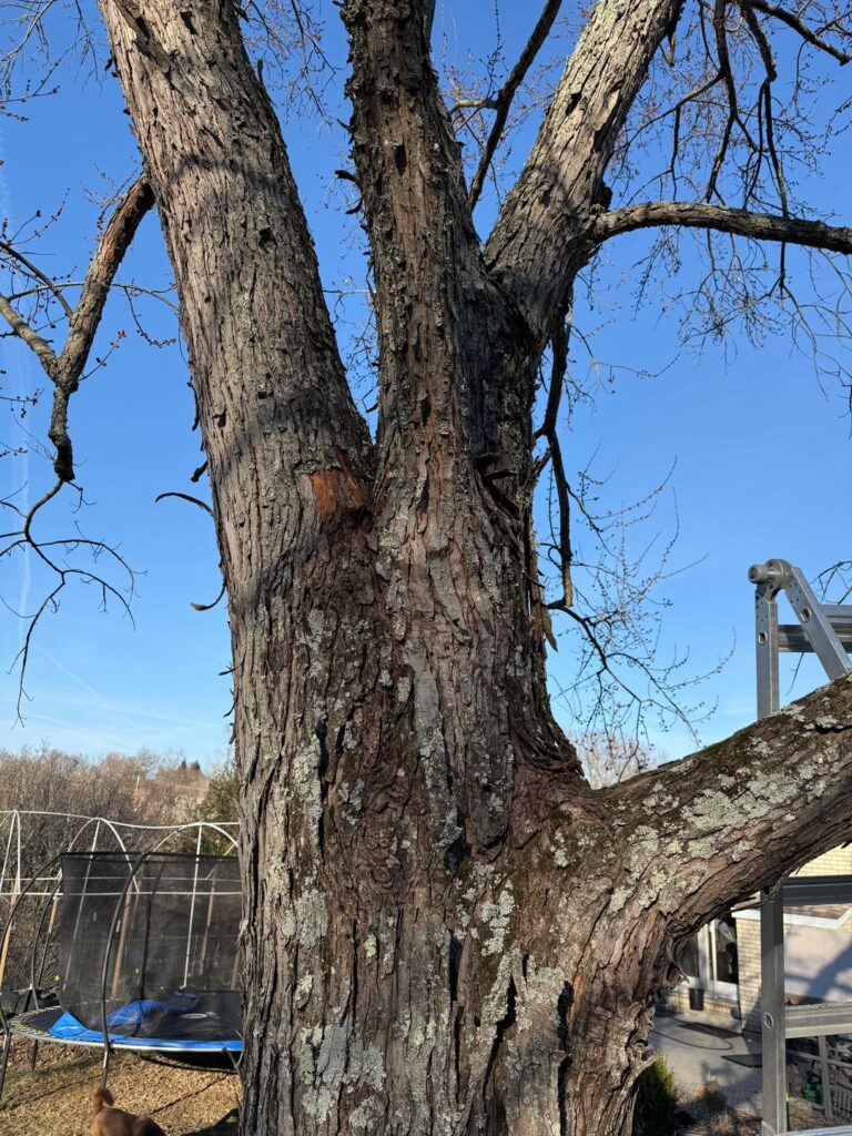 Is this included bark?