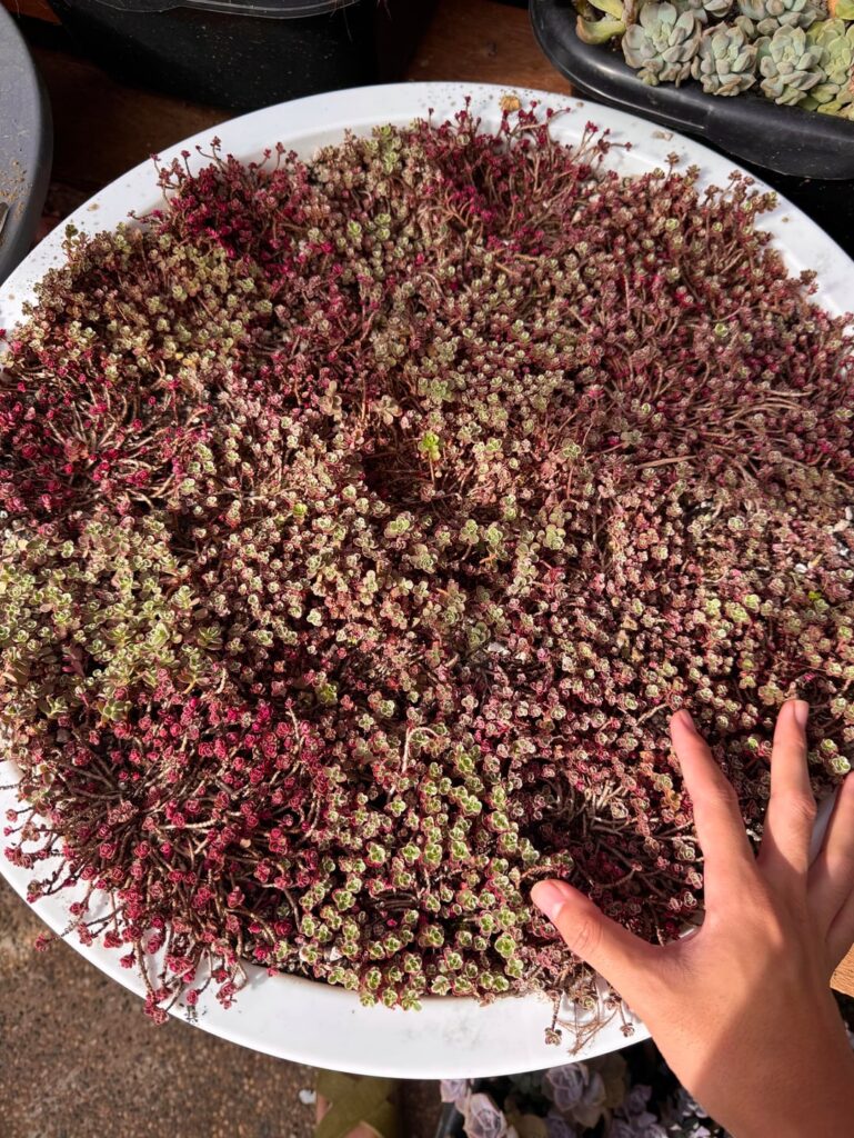 My Dragon's Blood For CNY!