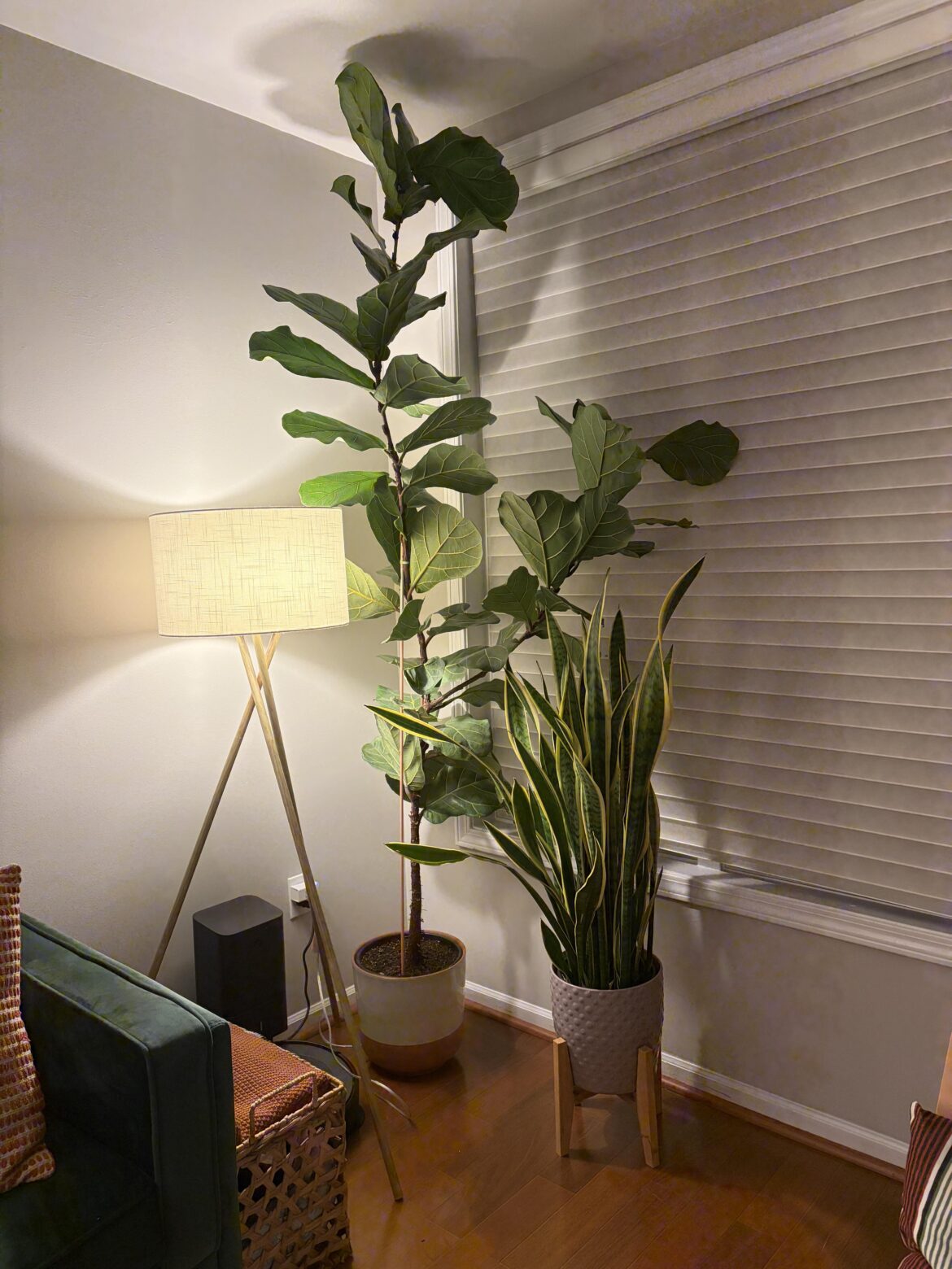 FLF growing too tall