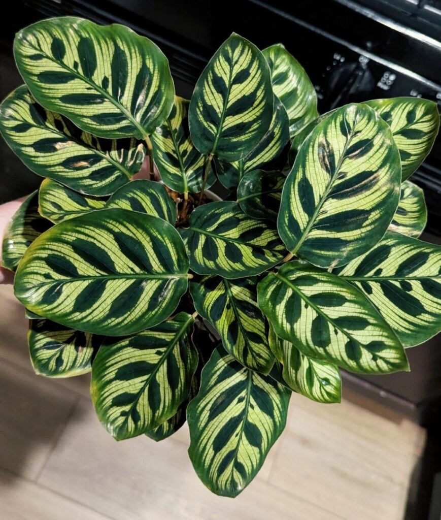 My only calathea that somehow isn't currently a crispy, ugly, dying mess 🙃