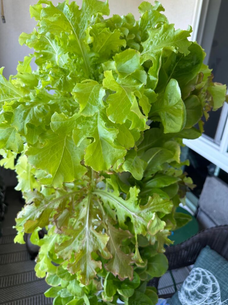 First Hydroponic Lettuce Run …Slight Leaf Burn? Sun or Nutrients? (Coastal SoCal)
