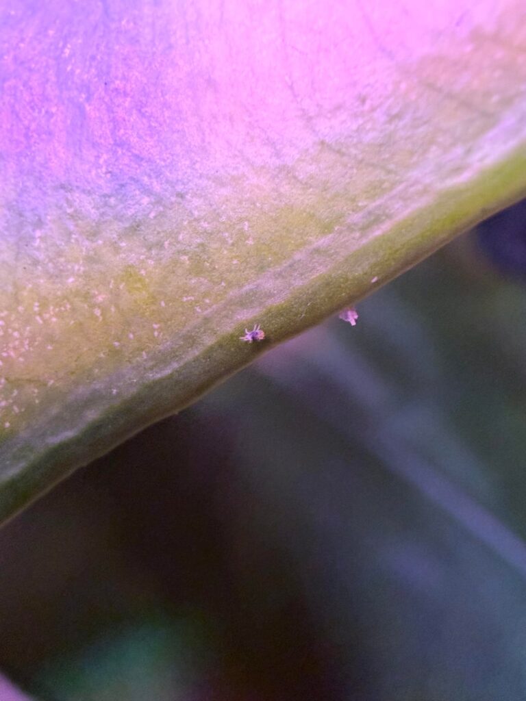 I love my little beneficial friends. No purchase necessary!!! <3