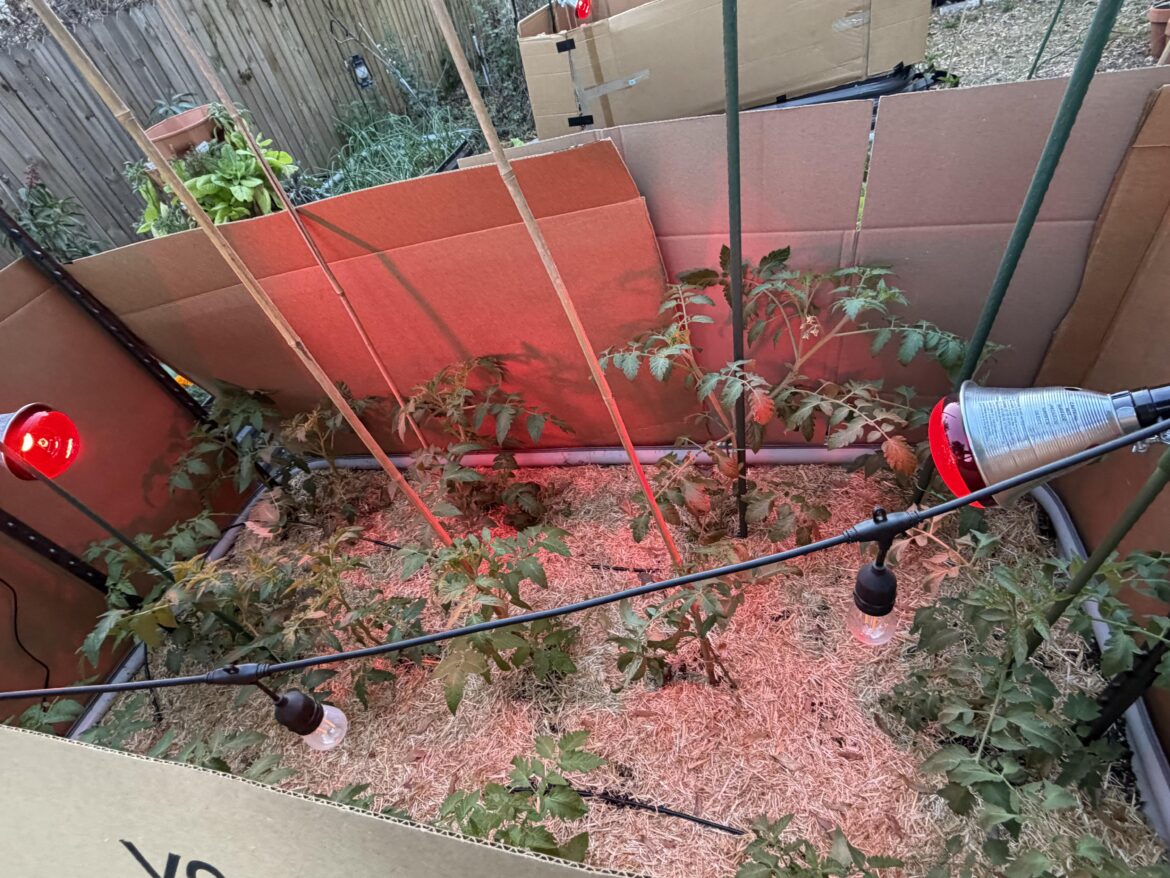 Weirdest Florida winter in a long time… Weirdest Florida winter in a long time...