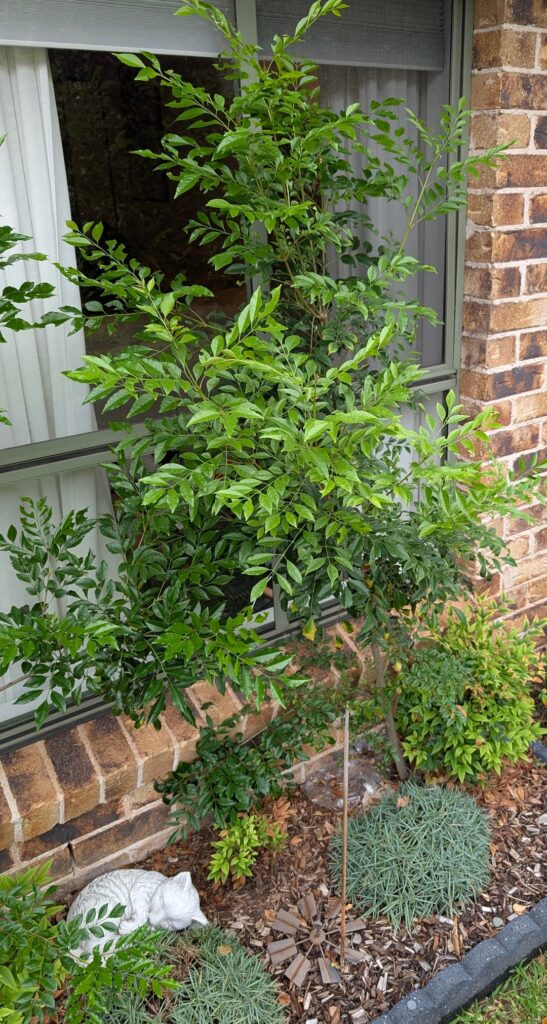 Can anyone help identify this plant growing outside my window?